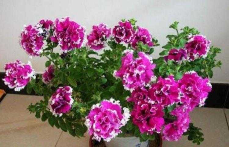 几款花卉，花大服盆快，花色艳丽，花开枝繁叶茂