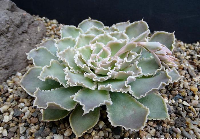 皱叶系的经典品种,晒晒就变红的沙维娜