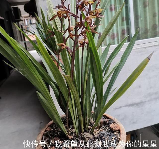 兰花的四个“大误区”,看似有道理,实则很陷阱,别被人忽悠了