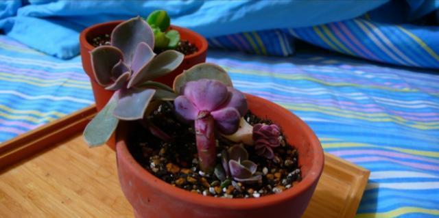 浆果|多肉雅乐之舞、紫珍珠、浆果,颜值爆表,养护却不难!