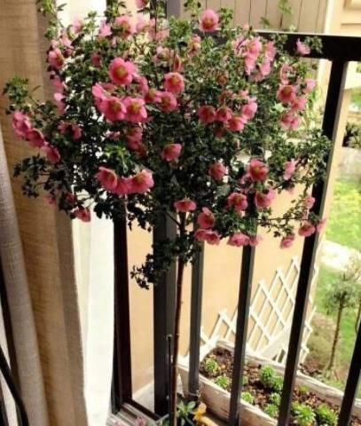 盆栽|5种有毒的花卉盆栽，如果家中养了，赶快处理，不要掉以轻心