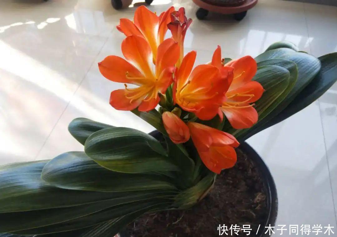 马上进入花期的花,10天一次肥,下个月就开花