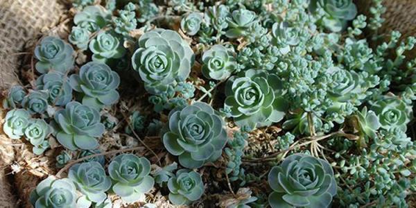 秋丽秋丽|养多肉10年,总结5种便宜好养的多肉,容易出状态,值得拥有