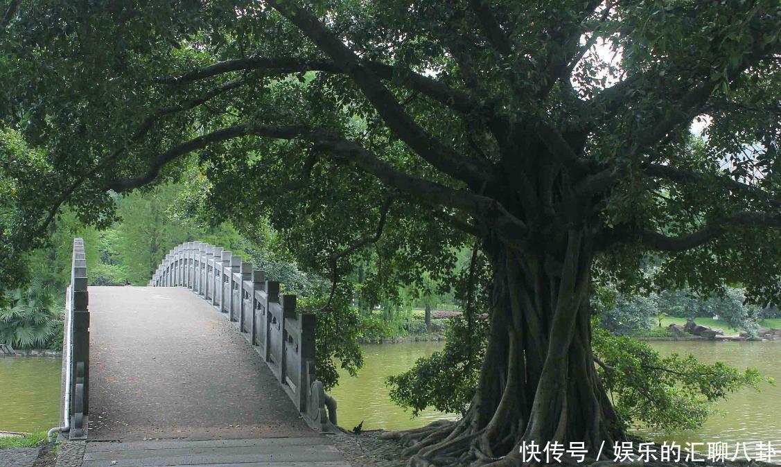 观赏树|家里养几种“观赏树”,高大又好看,寓意很美好