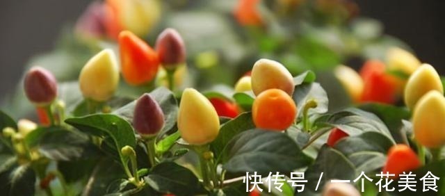 长得像樱桃,城里人把它当盆栽,殊不知做泡菜是一绝,脆爽可口!