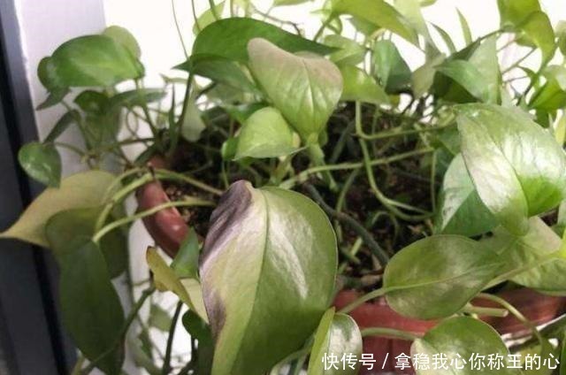 不想让家里人常生病,家里就不要堆积这3样东西,不少人都中招了!