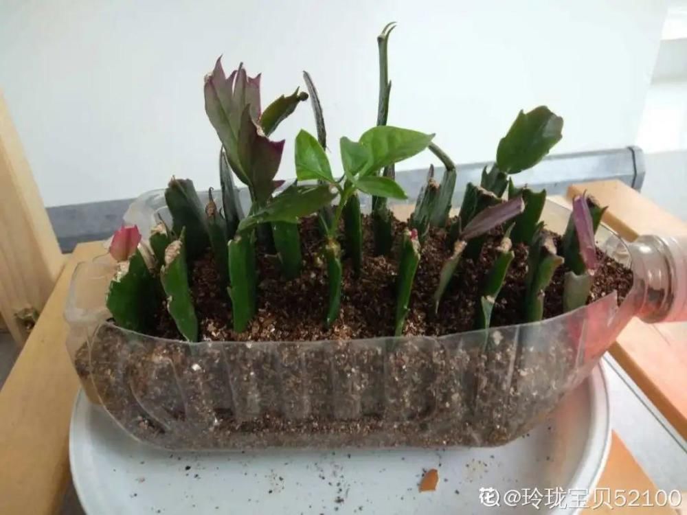 养护蟹爪兰，要注意8个要点，才能开出仙气飘飘花