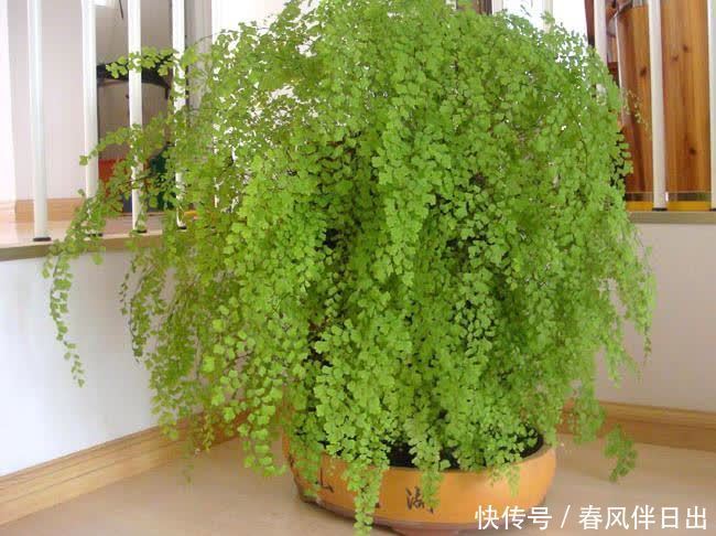 3种植物简约、大气，养在家里可以“净化空气”，第3种开花漂亮