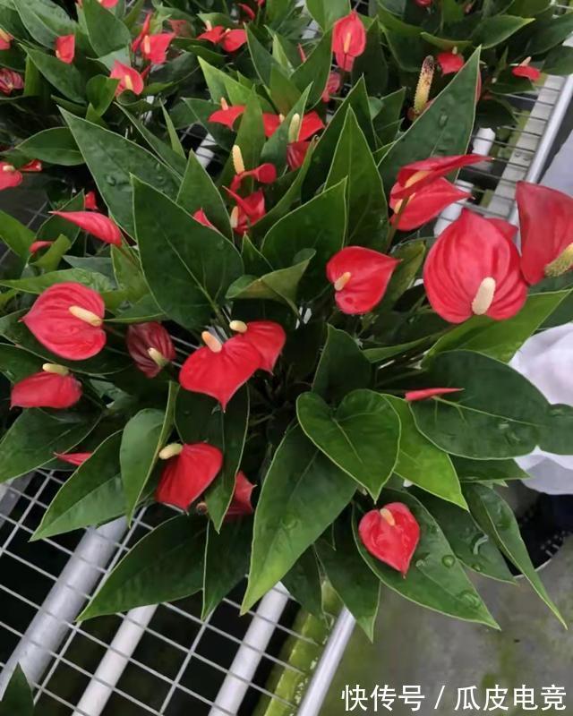 这4种漂亮的花,有点散光就能开得灿烂,天冷也不怕