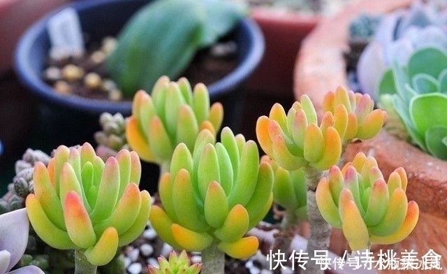 果冻|那些自带果冻色的多肉，它们可从来不让你失望！