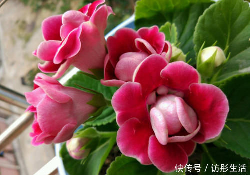 花期|此“花”艳丽富贵，花期长达半年，耐阴好养，1朵开20天不谢