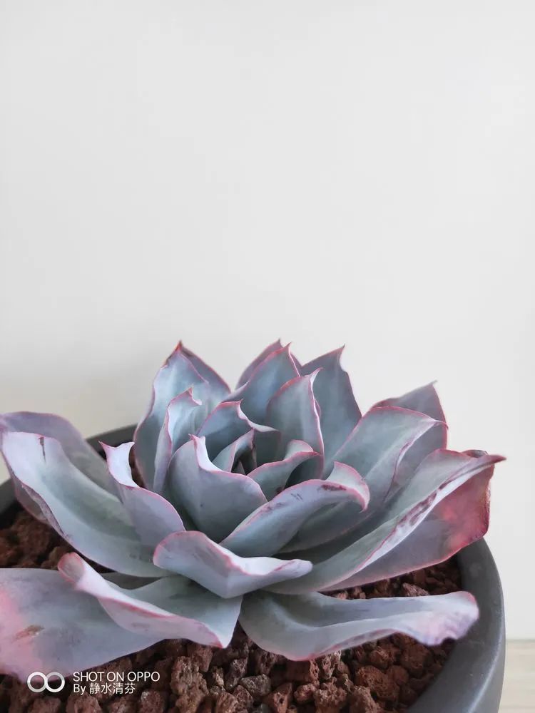 状态一般的多肉们,在我这儿已经是最美的存在了!