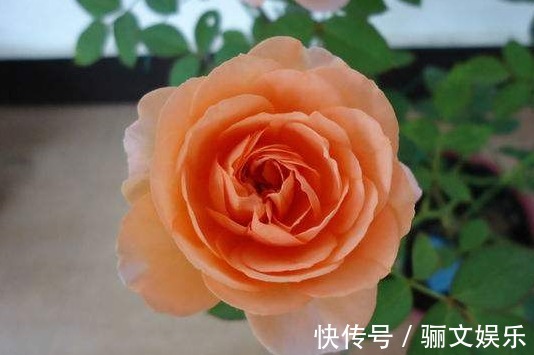 芳香|喜欢月季养盆“它”，花香胜玫瑰，四季反复开花，家养一盆值得