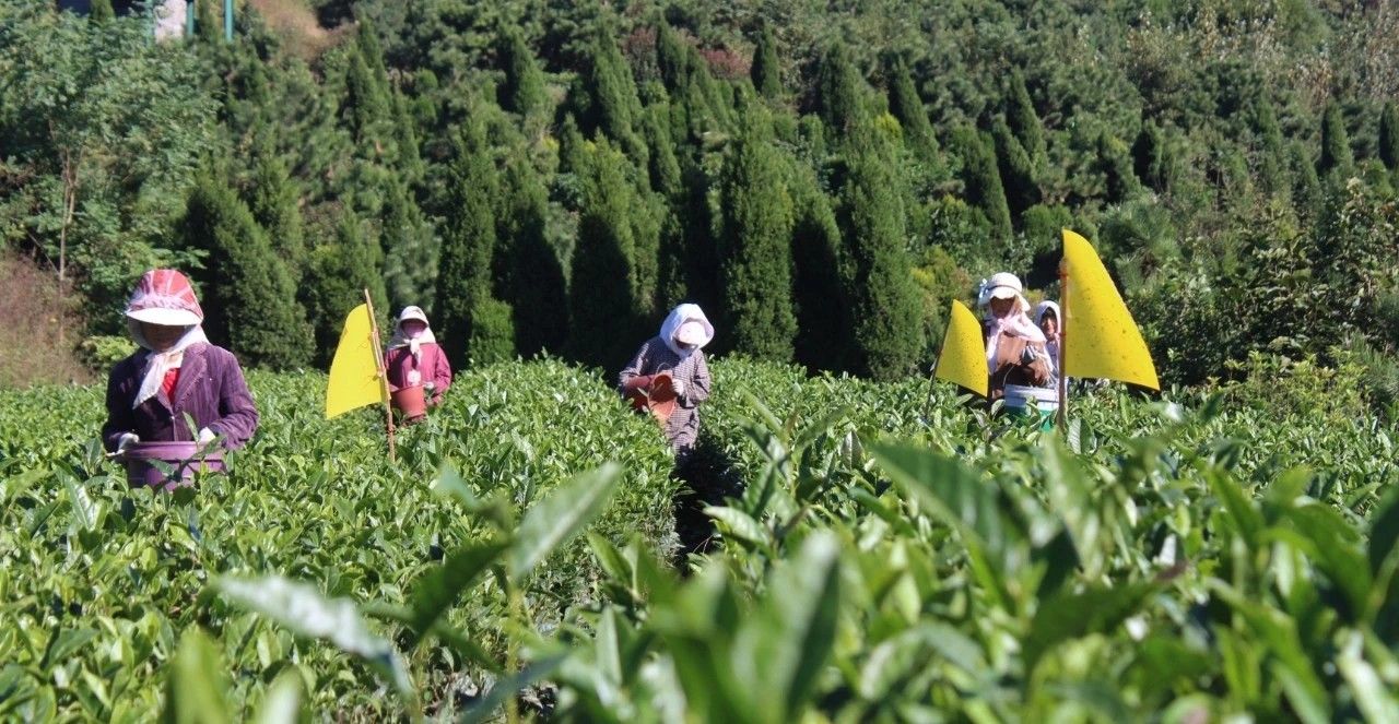 提质|“云”上种茶！岚山区建起大数据平台助推茶产业提质增效