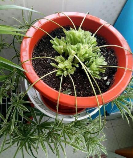 李奶奶把“吊兰”都剪了,2月后却爆盆了,叶子宽又大,特旺