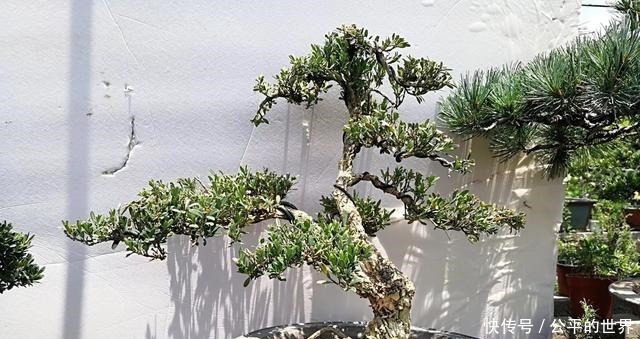 施肥|不管家中再小,一定要摆放上一盆“木中君子”!