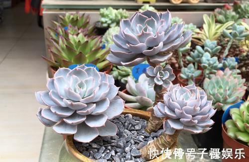 喜欢多肉别错过这5种,贵气又好养,种一盆仙气飘飘!