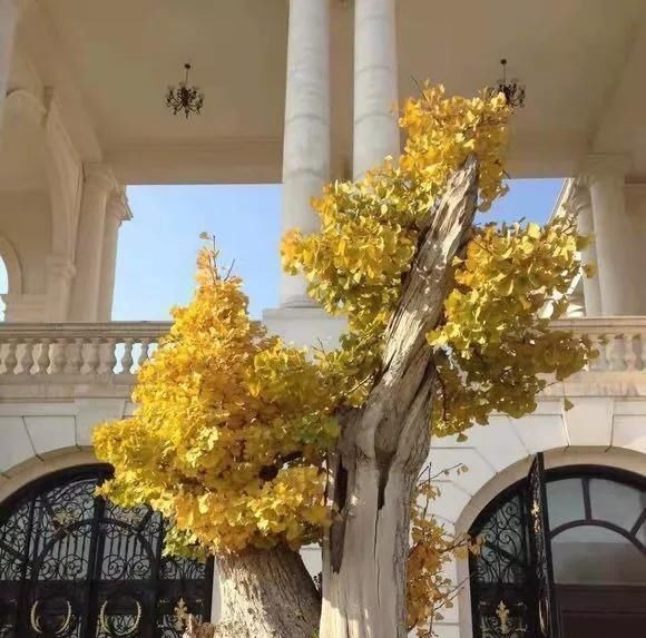 这4种“盆景树”，不仅观赏性高，寿命还特别长，越养越值钱