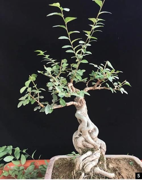 盆景修剪“量体裁衣”，新手也能立即开窍的死记硬背技法！