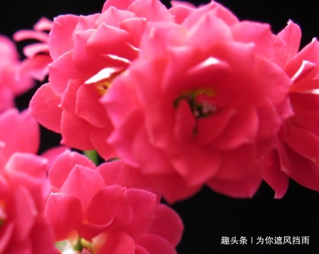 家养长寿花总是难开花做好这几个小细节,轻松花开爆满盆