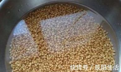 钓鱼|除了煮、泡、发酵,还有这种方法,制作的麦粒,一粒麦子一条鱼