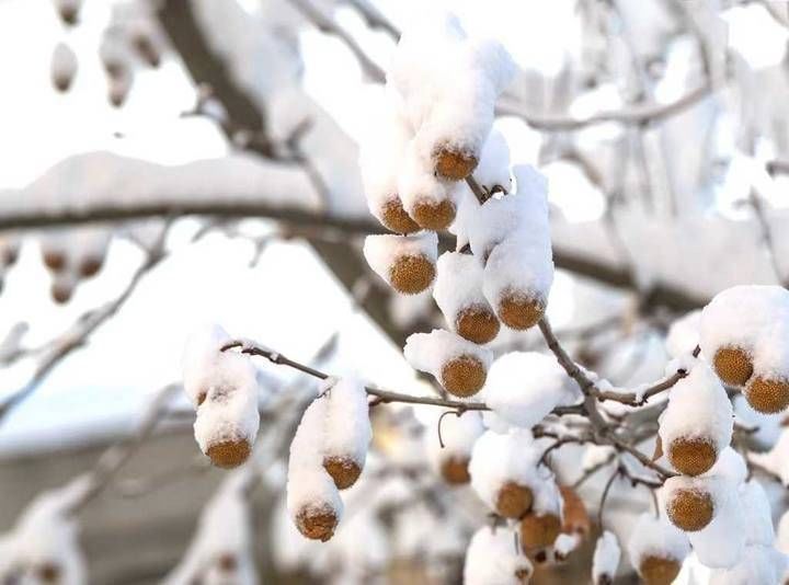 夏荷|青未了｜散文《雪，无约而来》