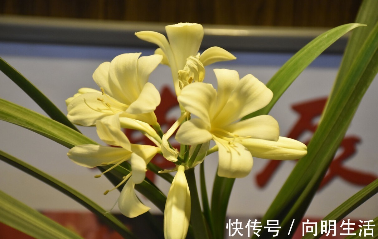 君子兰|君子兰害怕五件事,新手经常犯,难怪越养越糟糕