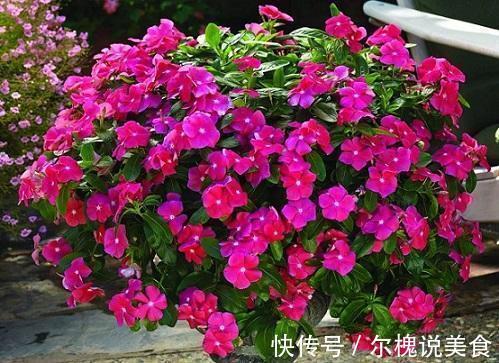 这3种花夏季开花旺,养得好就一点,多晒太阳就成了