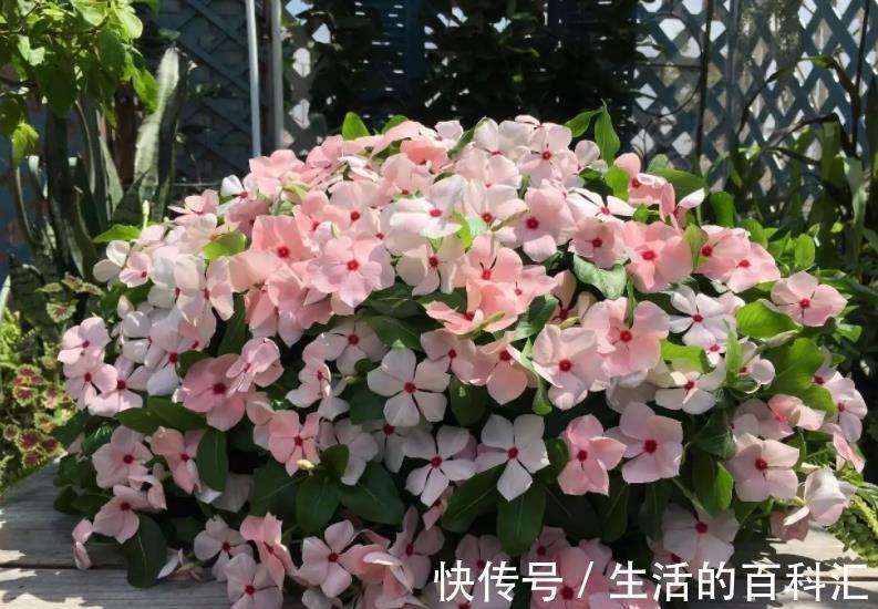 10种喜阳的漂亮花,家里采光差别乱养,不然长势差难开花