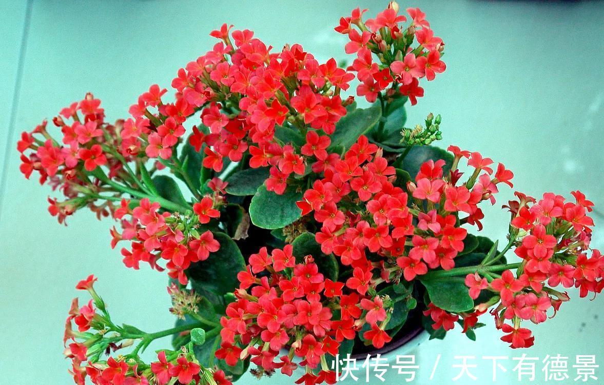 养殖|家里养上3种“吉祥花”，吉祥富贵又喜庆，颜值还都很高