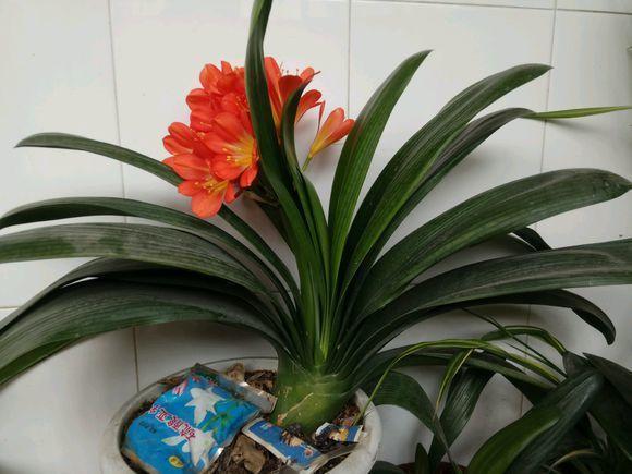 要想君子开花旺，不夹箭，光靠浇水施肥是不够的，小技巧要用上