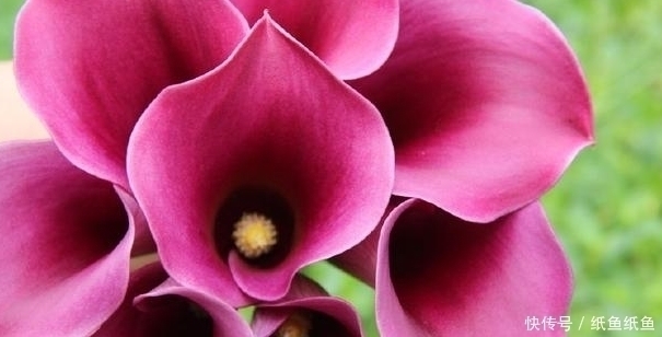 这4种花最喜欢喝水,越是水多越容易爆盆,赶快看看你家有没有