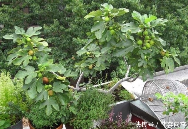 地锦草|见到''奶浆草''别拔,它能刺激血液循环,其他地区被叫做''血愁''