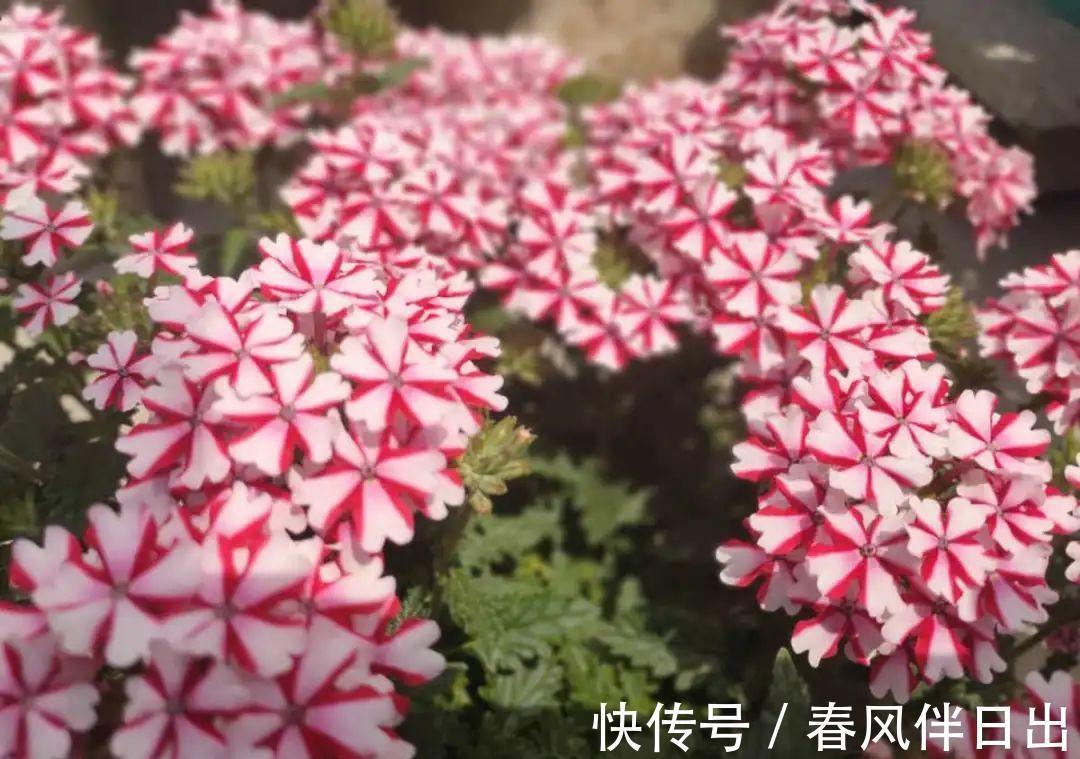 施肥|8种花赶紧剃头,剃得越狠,开花越多