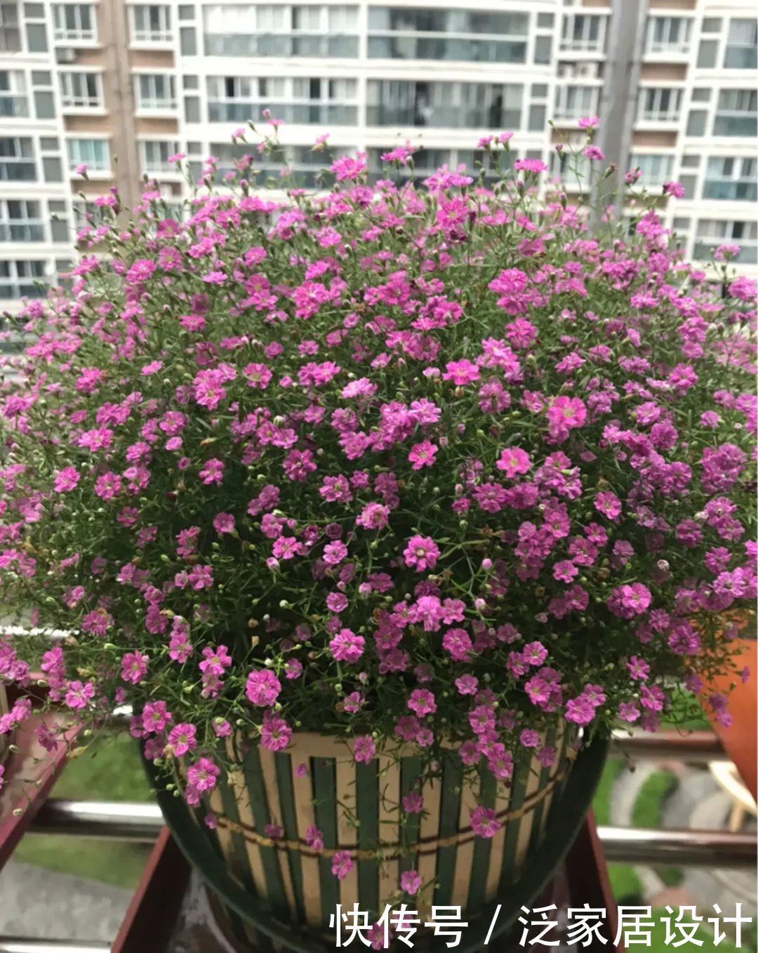 养花技巧:冬天最娇气的9种花,不要随便买,养不活浪费钱