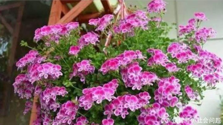 占地|吊起来养的“4种花”,好看好养不占地,一次开出200朵,美
