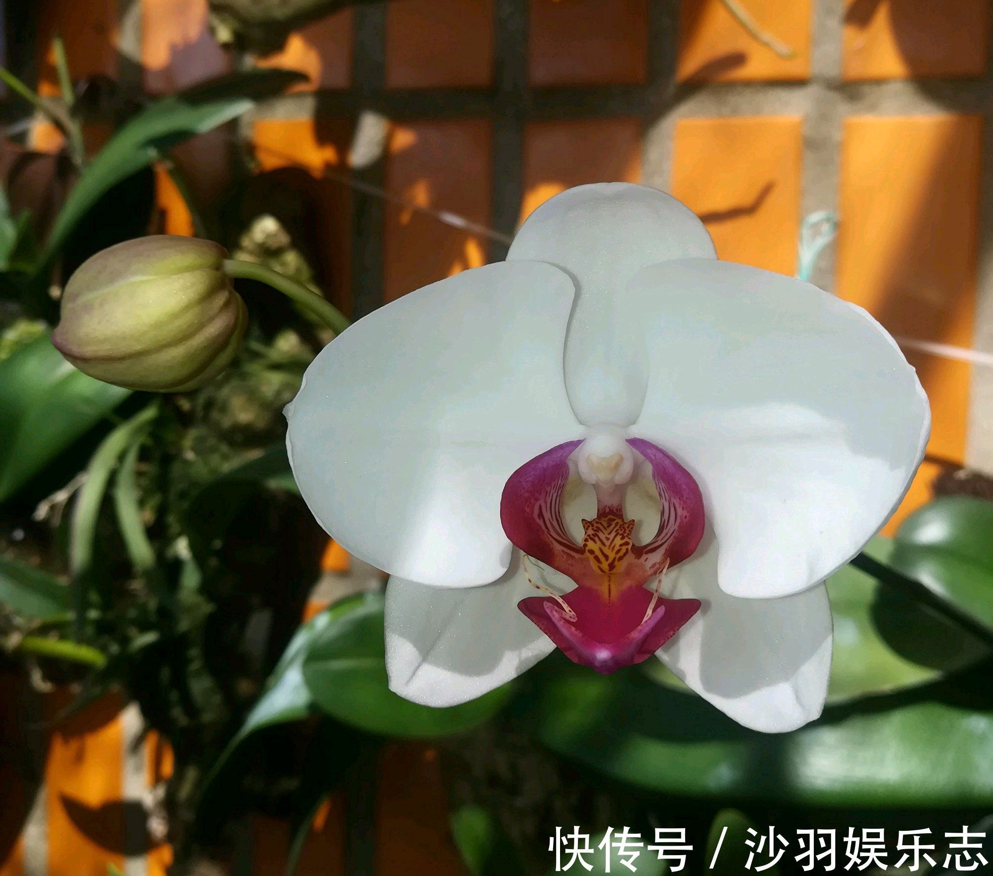 花盆|根系爆盆的蝴蝶兰需要换大盆吗蝴蝶兰就喜欢挤，越挤根旺花爆盆