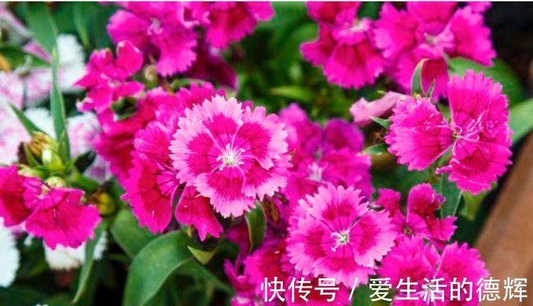 天竺牡丹|家里就养4种花,看了就让人沉醉,年年开花不断,美!