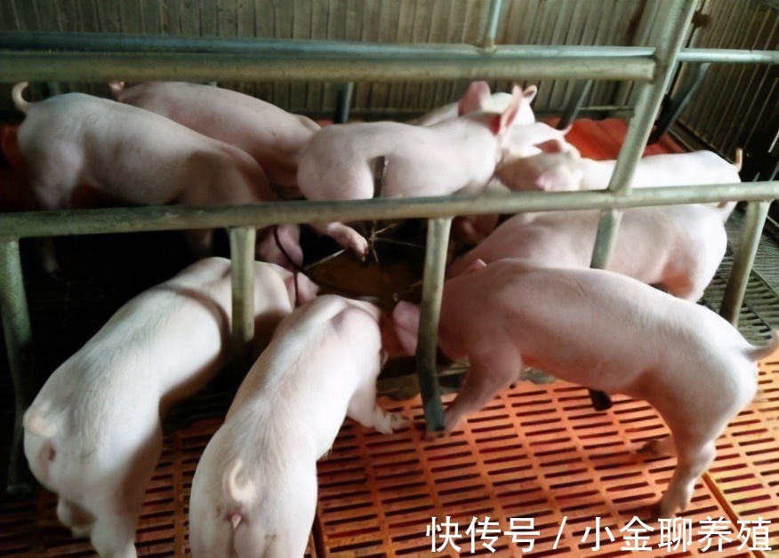 毒素|猪出现呕吐和腹泻怎么办?猪腹泻呕吐是怎么回事?原因有这三种