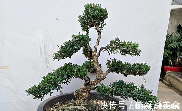 金雀|不管家中再小,一定要摆放上一盆“木中君子”