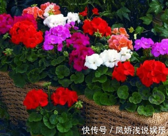 这“3种”花爱开花,阳台养几盆,开成小花海,邻居看了羡慕不已