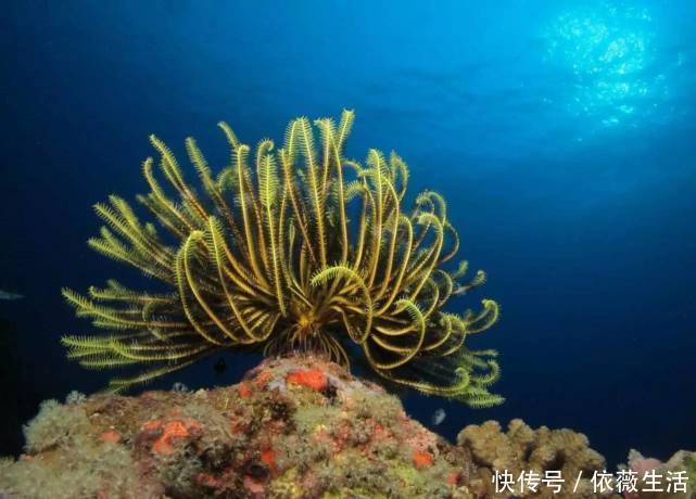 海底 究竟是怎么回事中国从3900米海底传回一组照片，给世界敲响警钟