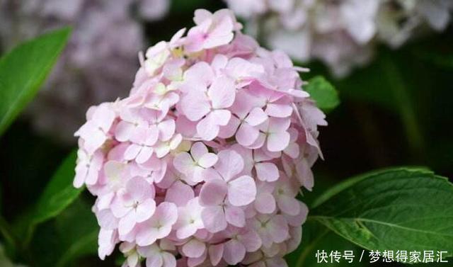 还在为绣球花开花少而苦恼?来看看吧