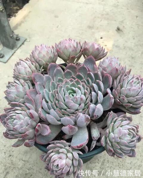 护手霜|多肉植物紫罗兰女王，用上3种护肤品，瞬间美出天际，好看