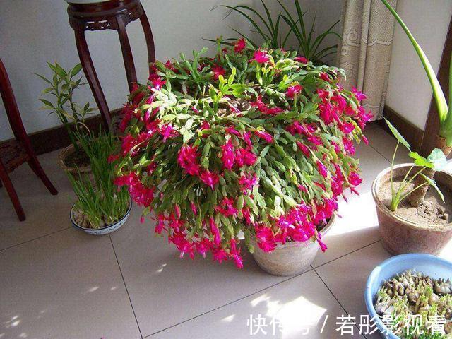 阳台上|蟹爪兰软趴趴?它有“6怕”,避开后,叶片硬如铁,开成大花树