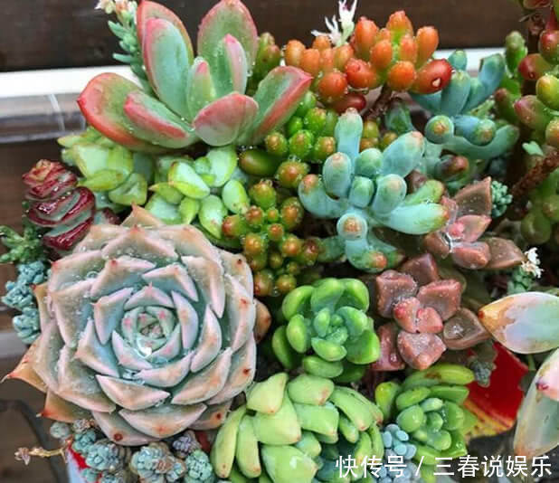 多肉一到夏天就死学会“5招”,安全度夏,叶片饱满,还爆盆了