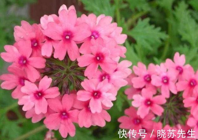 农历十月初四立冬后,养什么花?以下3种花,合家欢乐红红火火