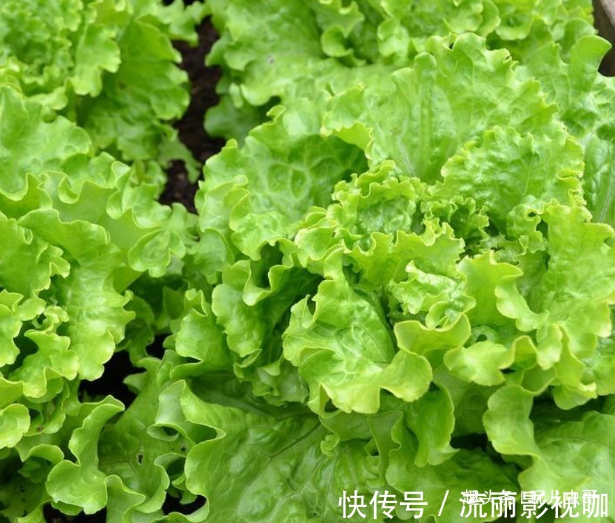 虫哥|生菜保护眼睛，清热提神，种出更优质丰产的生菜，仅需掌握四点！