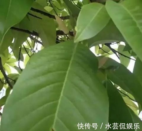 香水|卧室里养上“白兰花”，身上自带花香味，再也不用买香水了！