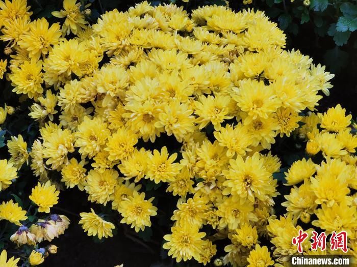 菊花|300万株花卉亮相古城西宁 喜迎国庆